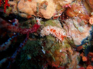 「ナマハゲミノウミウシ」のサムネイル画像