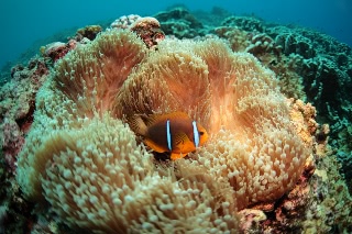 「オレンジフィン アネモネフィッシュ(orange-fin anemonefish)」のサムネイル画像