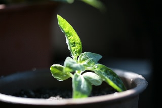 「ミニひまわり」のサムネイル画像