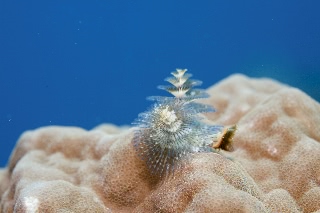 「イバラカンザシ(Christmas tree worm)」のサムネイル画像