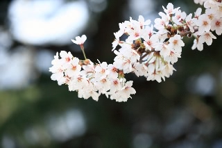 「ソメイヨシノ(染井吉野)」のサムネイル画像