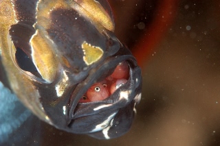 「アマノガワテンジクダイ(バンガイ・カーディナルフィッシュ,banggai cardinalfish)」のサムネイル画像