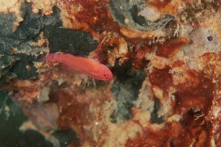 「ring-eye pygmy goby」のサムネイル画像