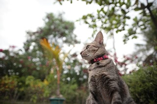 「ネコ」のサムネイル画像