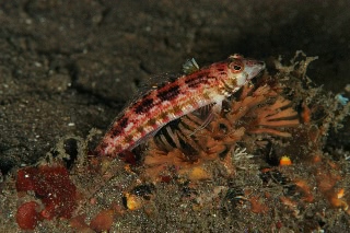 「トラギス」のサムネイル画像