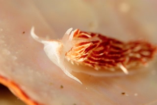 「カスミミノウミウシの仲間」のサムネイル画像