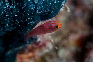 「無題」のサムネイル画像