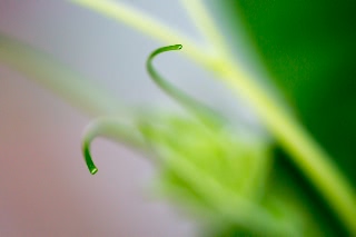 「大ダルマヒョウタン」のサムネイル画像