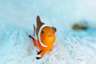「カクレクマノミ(Western Clown Anemonefish)」のサムネイル画像
