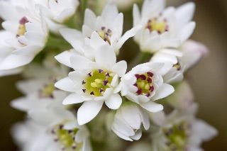 「植物の仲間」のサムネイル画像