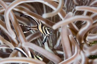 「アマノガワテンジクダイ(バンガイ・カーディナルフィッシュ,banggai cardinalfish)」のサムネイル画像