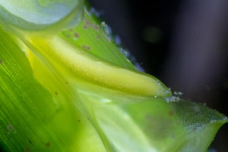 「アマモ」のサムネイル画像