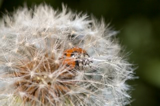 「セイヨウタンポポ」のサムネイル画像