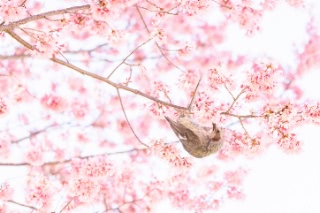 「オカメザクラ」のサムネイル画像