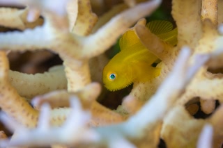 「アカネダルマハゼ」のサムネイル画像