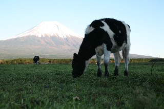 「牛と富士山」のサムネイル画像