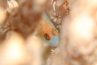 「コバンハゼ属の一種」のサムネイル画像