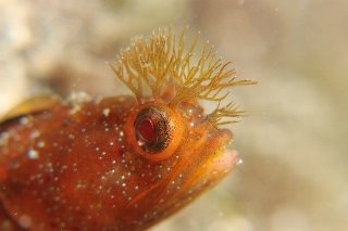 「コケギンポ」のサムネイル画像