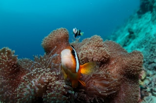 「クマノミ(Anemonefish)」のサムネイル画像