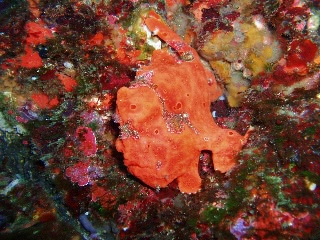 「イロイザリウオ(イロカエルアンコウ)」のサムネイル画像