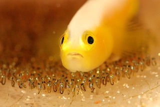 「ナカモトイロワケハゼ」のサムネイル画像