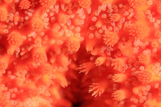 「フサトゲニチリンヒトデ」のサムネイル画像