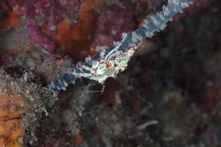 「無題」のサムネイル画像