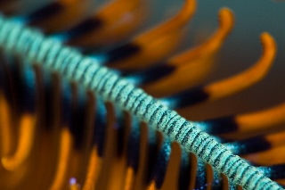 「ウミシダの仲間(sea feather)」のサムネイル画像