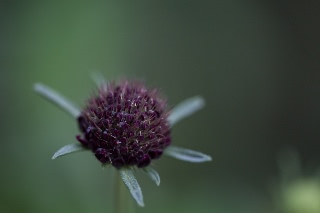 「Black Knight(ブラックナイト)」のサムネイル画像