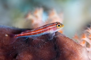 「タテジマヘビギンポ(Tropical striped triplefin)」のサムネイル画像