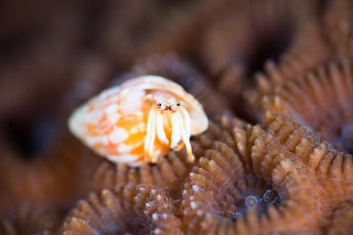 「ヤドカリの仲間」のサムネイル画像