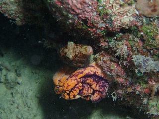 「シボリキンチャクフグ」のサムネイル画像