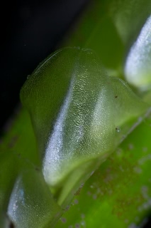 「アマモ」のサムネイル画像