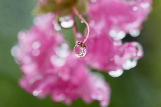 「サルスベリ」のサムネイル画像