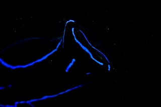 「アオフチキセワタ」のサムネイル画像