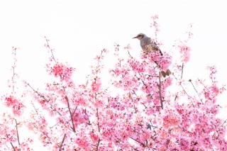 「オカメザクラ」のサムネイル画像