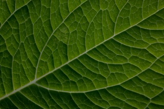 「アジサイ」のサムネイル画像