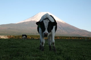 「富士山から向かって来る牛さん」のサムネイル画像