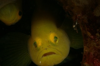 「ミジンベニハゼ」のサムネイル画像