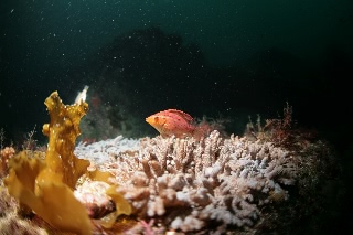 「無題」のサムネイル画像