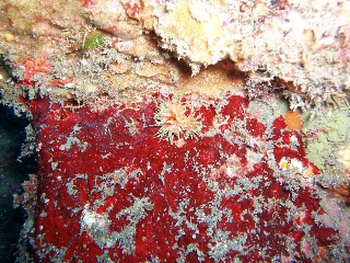 「スナイソギンチャク」のサムネイル画像