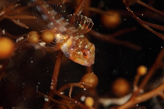 「アサヒアナハゼ」のサムネイル画像