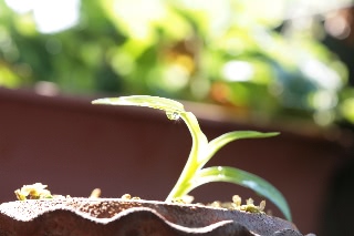 「サギソウ(鷺草)」のサムネイル画像