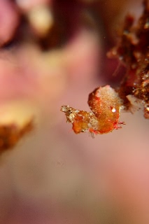 「ジャパニーズピグミーシーホース(japanese pygmy seahorse)」のサムネイル画像