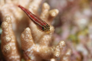 「タテジマヘビギンポ(Tropical striped triplefin)」のサムネイル画像