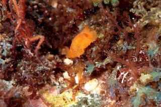 「ダイダイウミウシ」のサムネイル画像