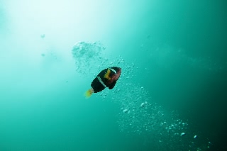 「クマノミ(Anemonefish)」のサムネイル画像