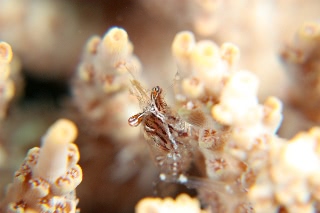 「エビの仲間」のサムネイル画像