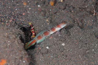 「ヤノダテハゼ(Flag-tail shrimp Goby)」のサムネイル画像