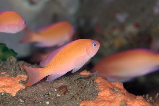 「ケラマハナダイ(Stocky Anthias)」のサムネイル画像